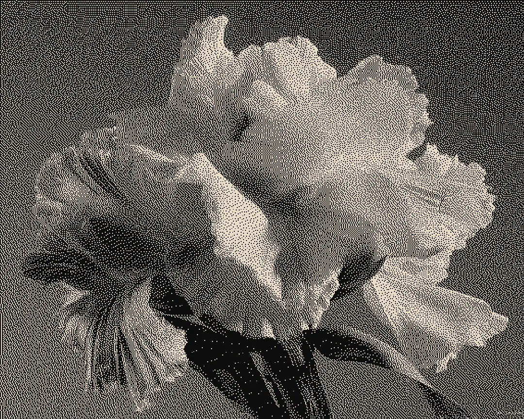 A pale flower in grainy black and white