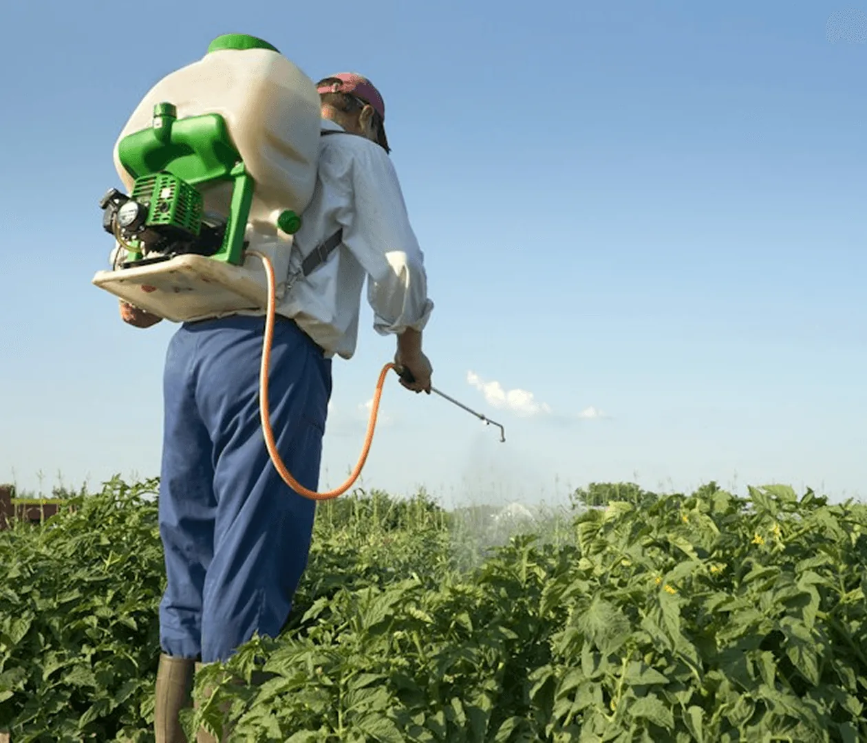 A worker spraying crops in a field