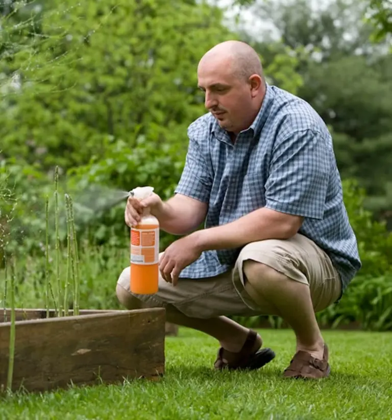 A gardener treating plants in a raised bed