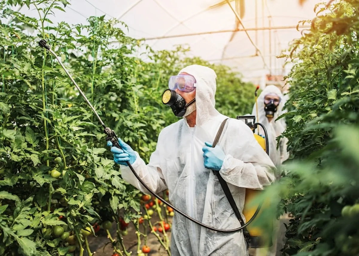 Technicians in protective gear spraying a greenhouse