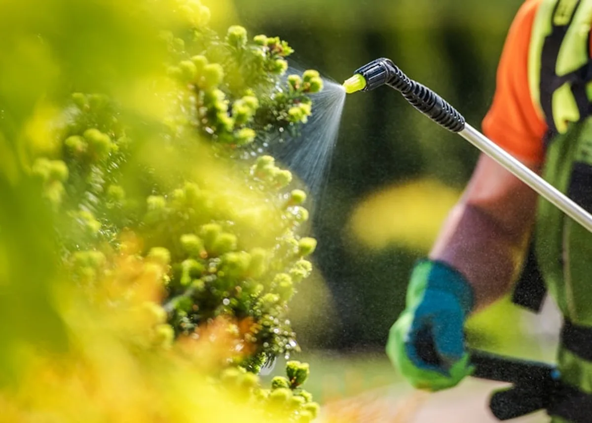 Spraying a flowering shrub close up
