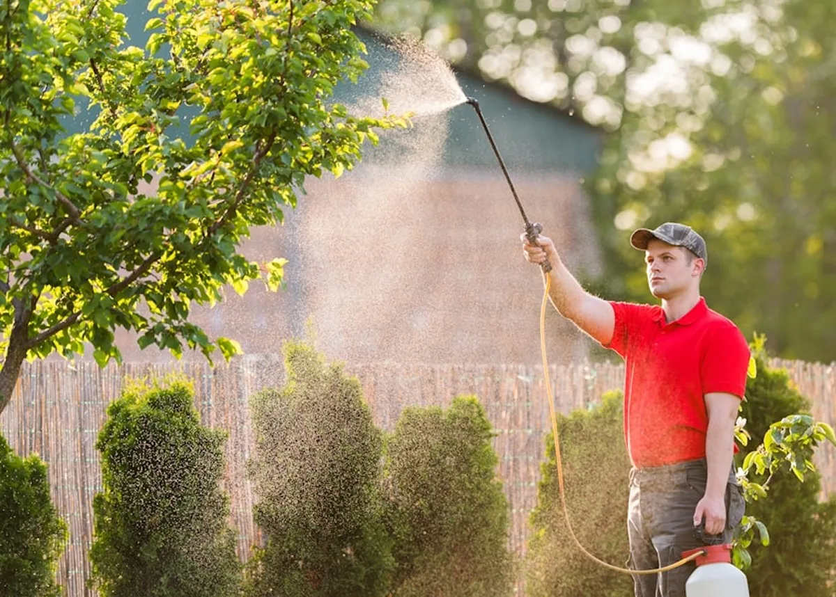 A technician in a red shirt spraying a hedge in a garden