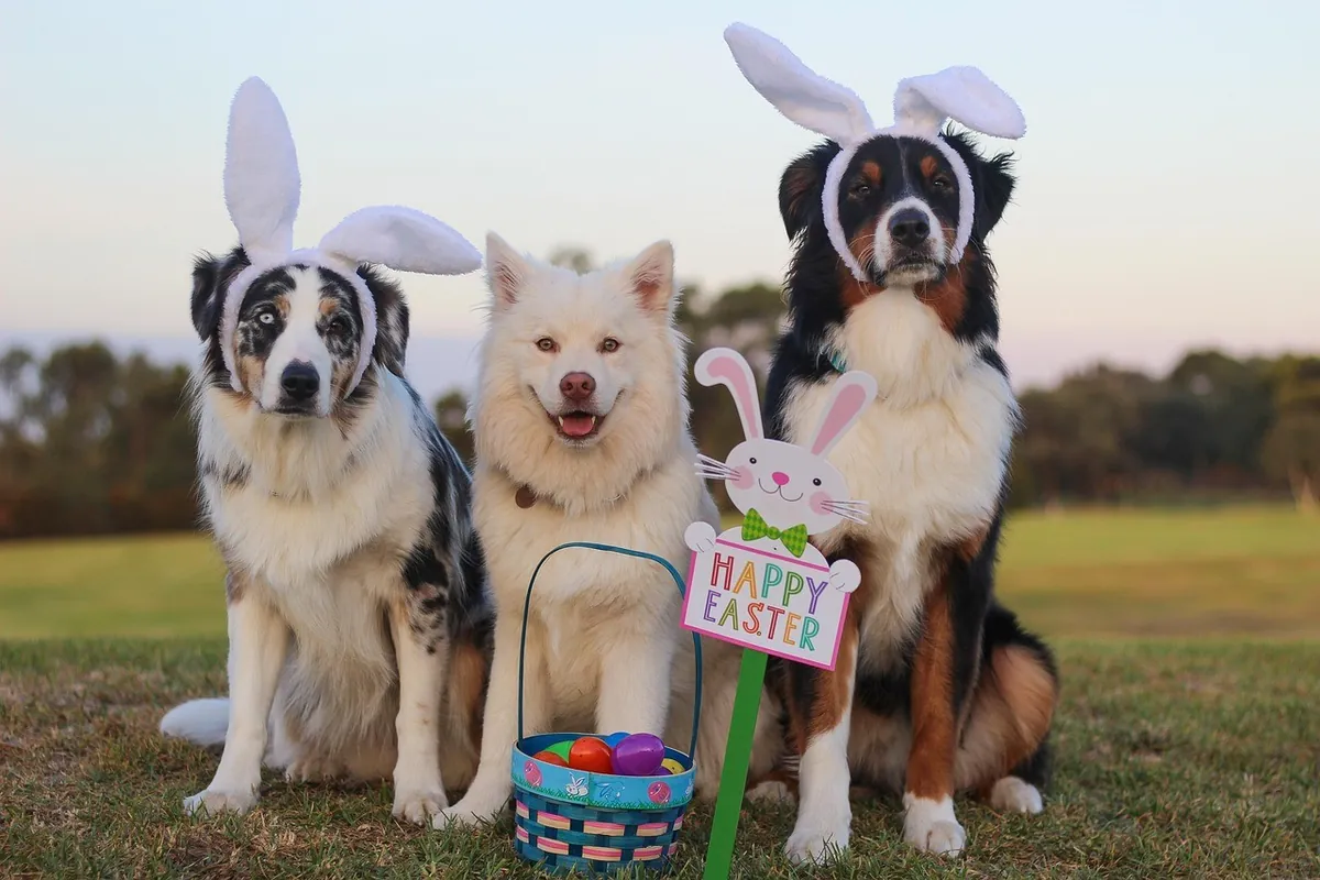 Three dogs wearing bunny ears beside an Easter basket