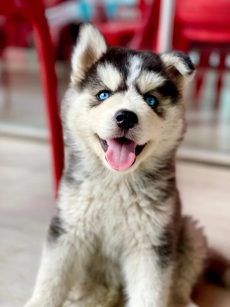 A husky puppy with blue eyes