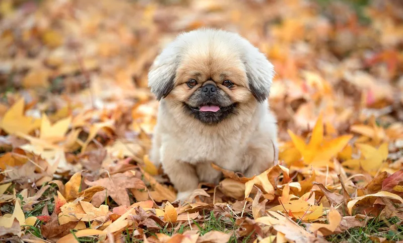 A Pekingese sitting in autumn leaves
