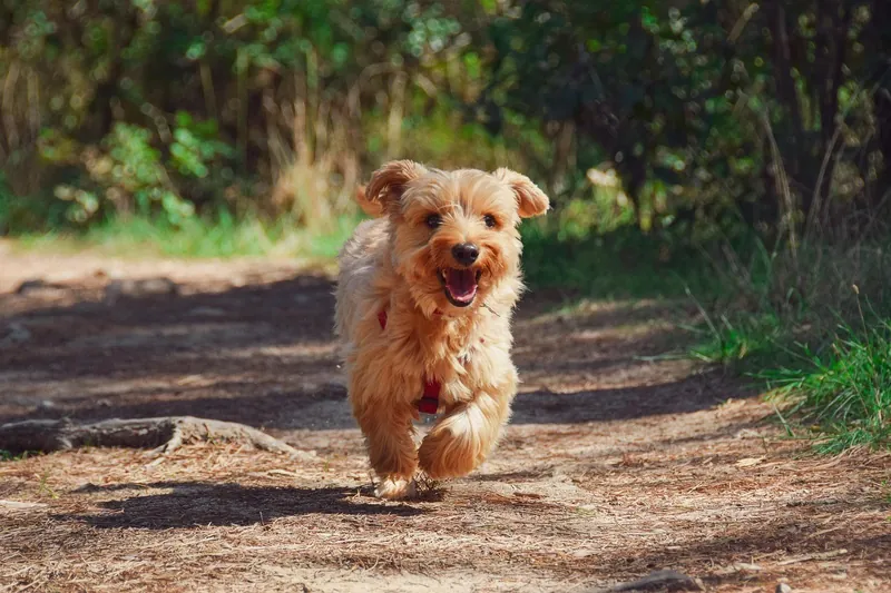 A small dog running along a dirt path