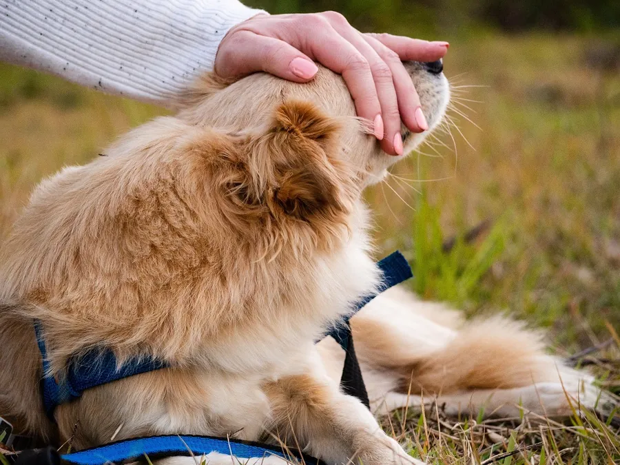 A hand stroking a fluffy dog lying in the grass