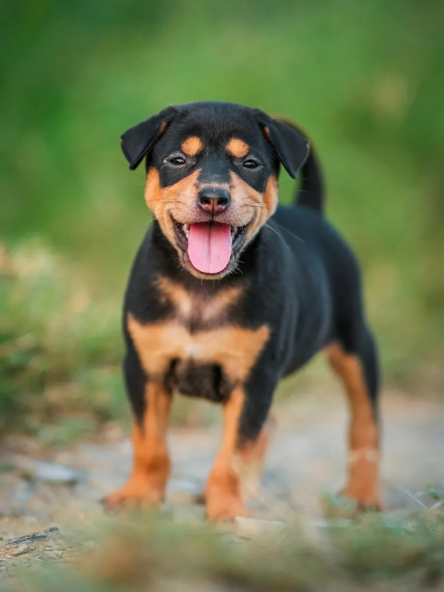 A rottweiler puppy standing on a path
