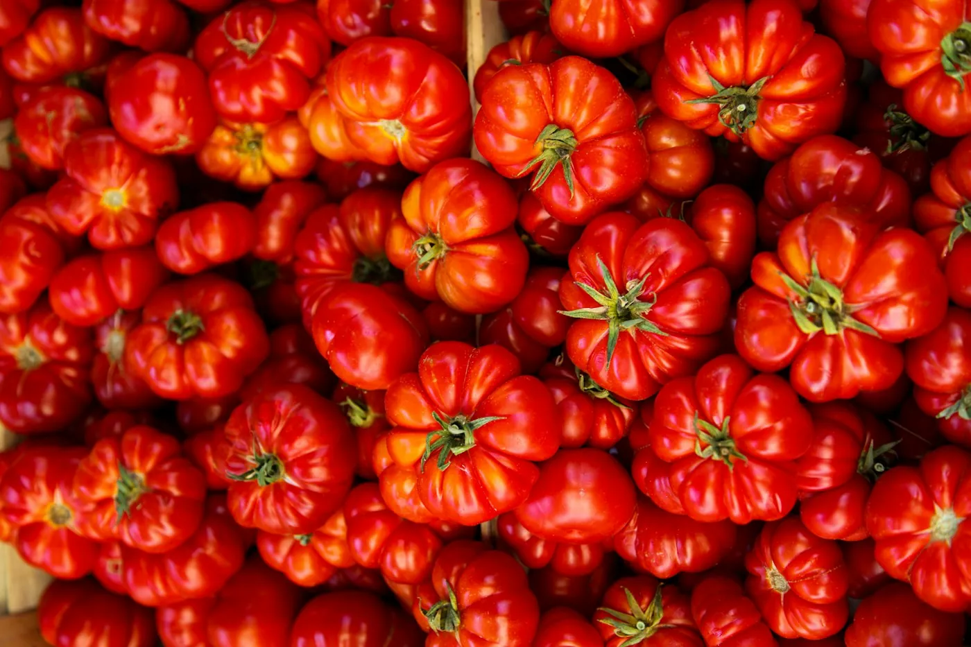Fresh tomatoes gathered for the kitchen