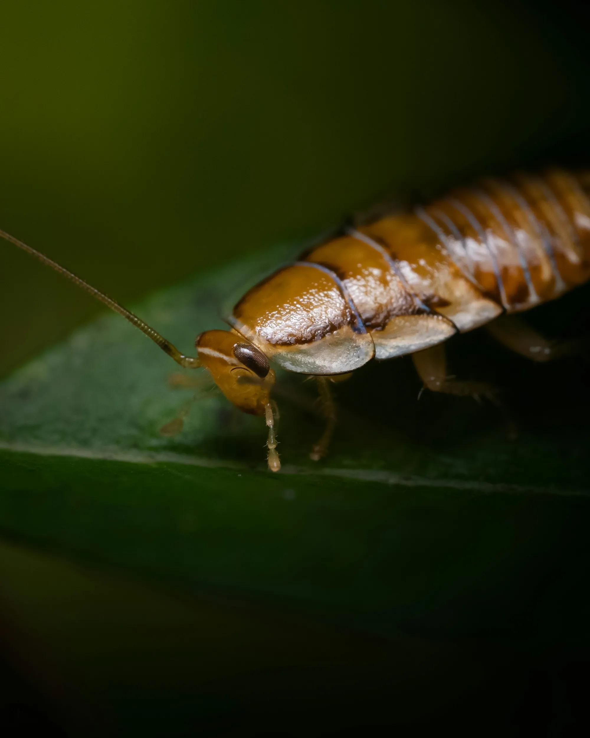 Brown cockroach crawling across a dark green leaf