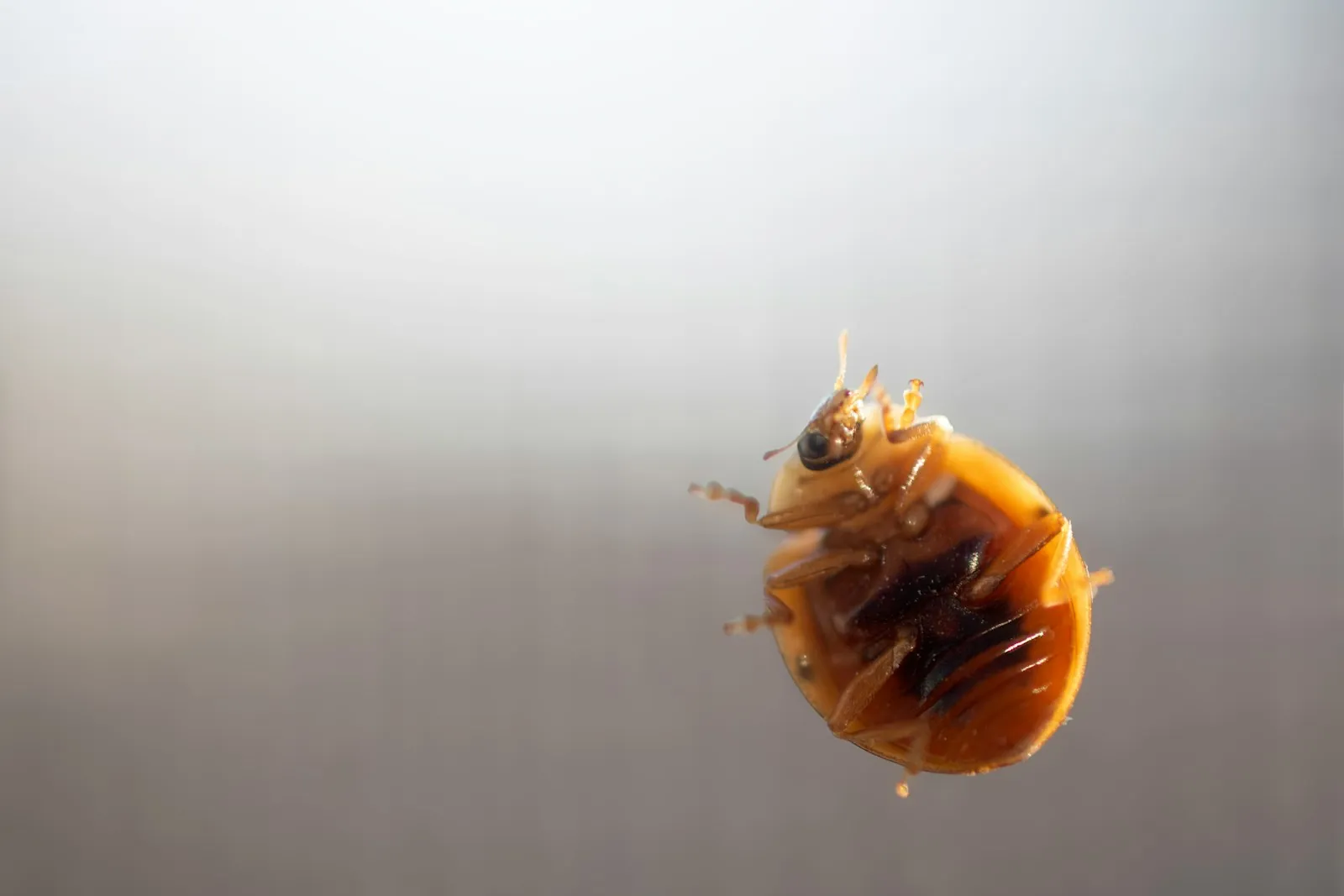 Close-up of a bed bug on glass