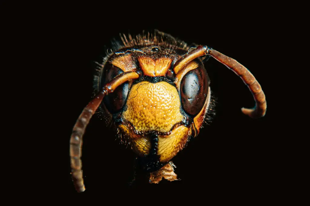 Close-up of a hornet's face with large compound eyes on a black background