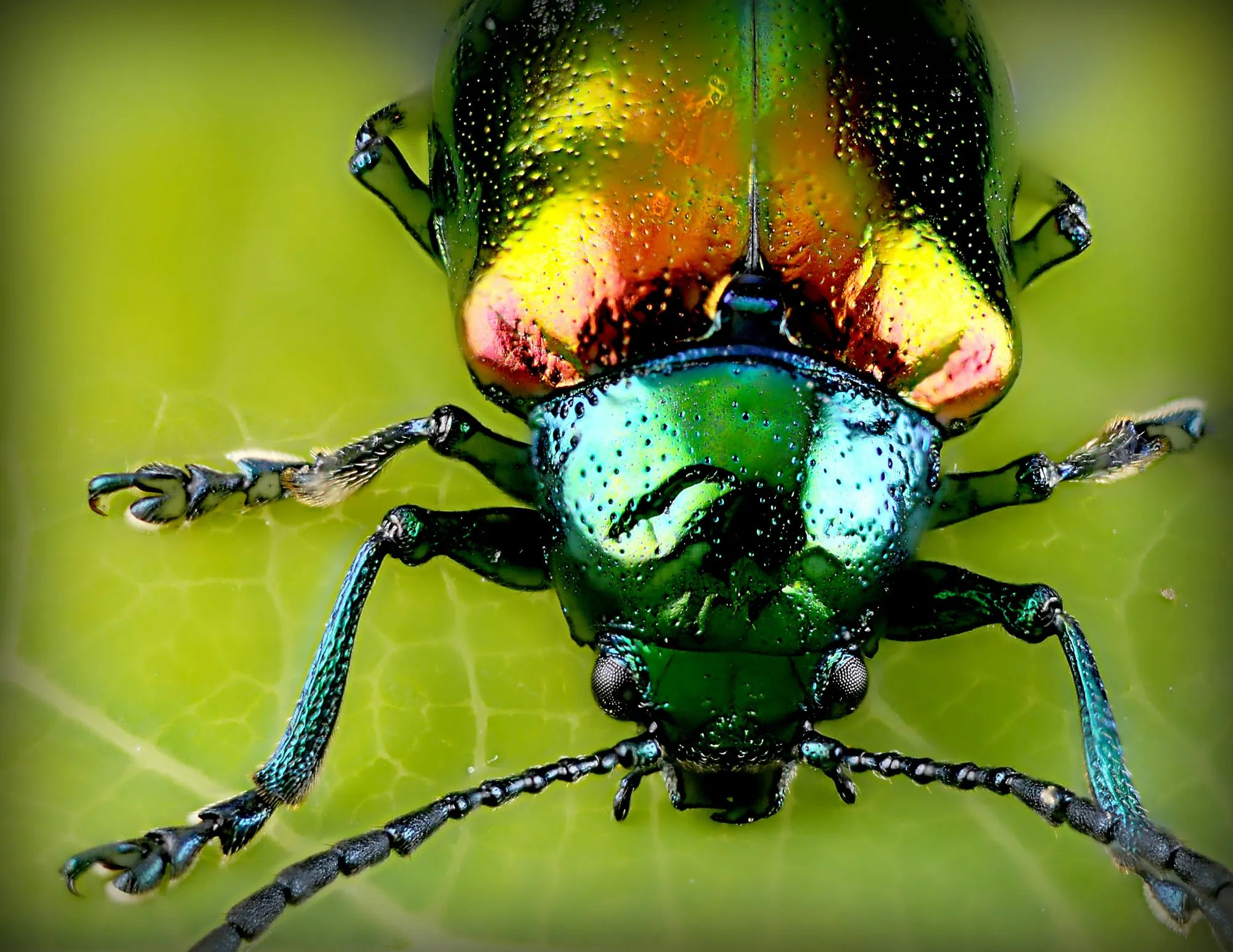 Close-up of an iridescent green and red beetle on a leaf