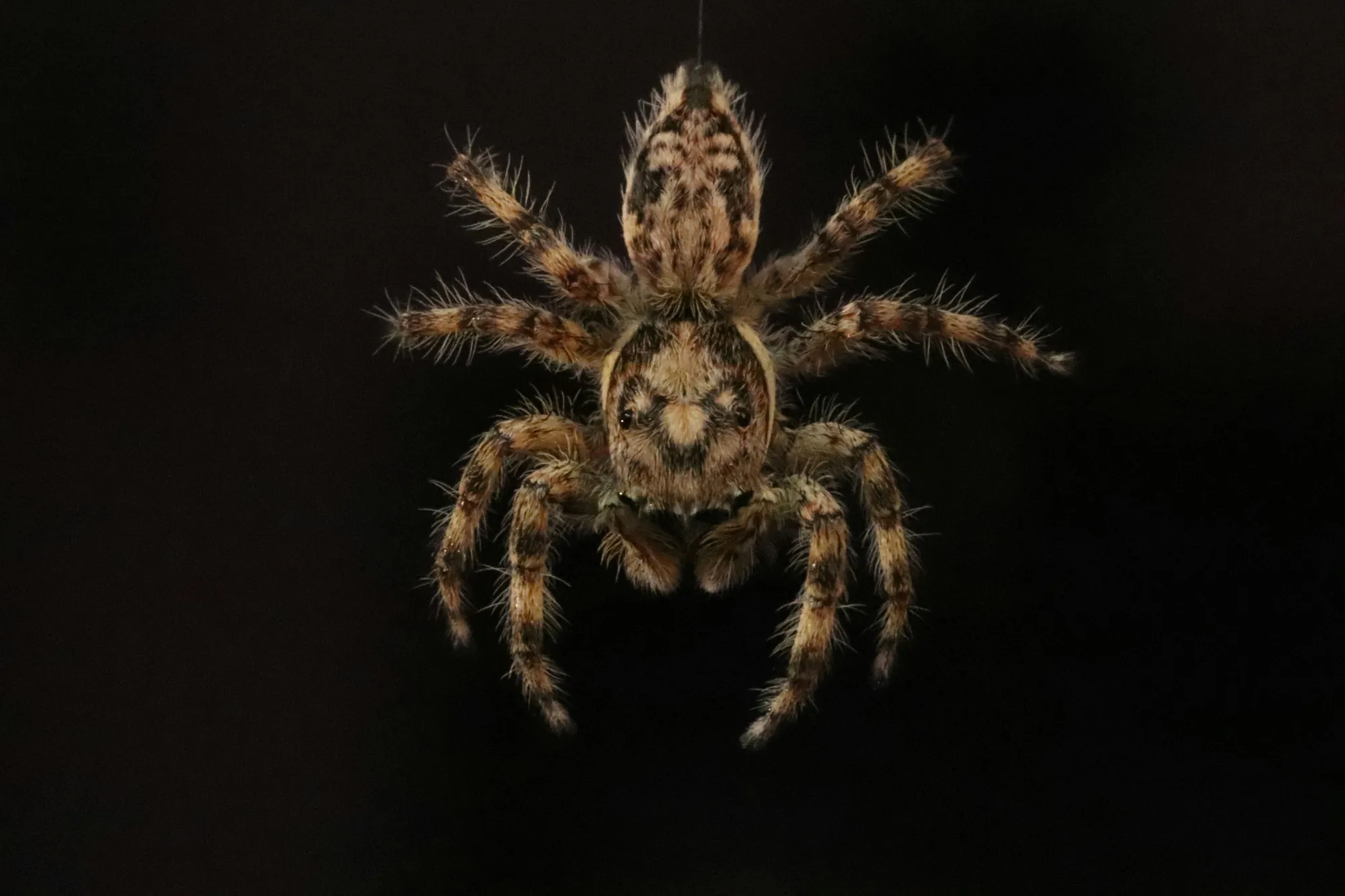 Hairy brown spider seen from above on a black background