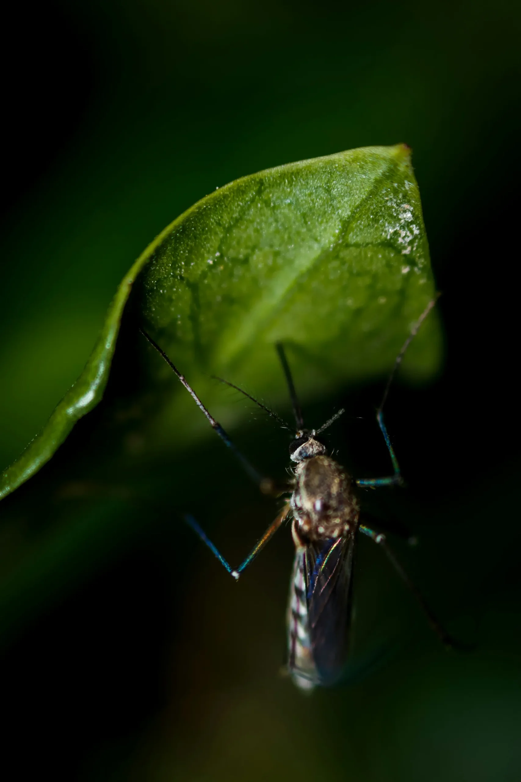 Mosquito resting beneath a green leaf