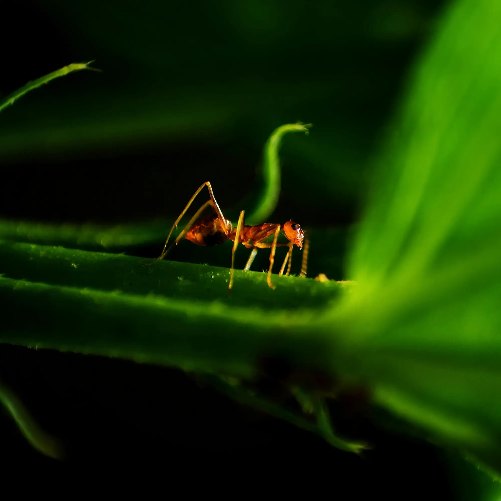 Red ant climbing a bright green leaf stem
