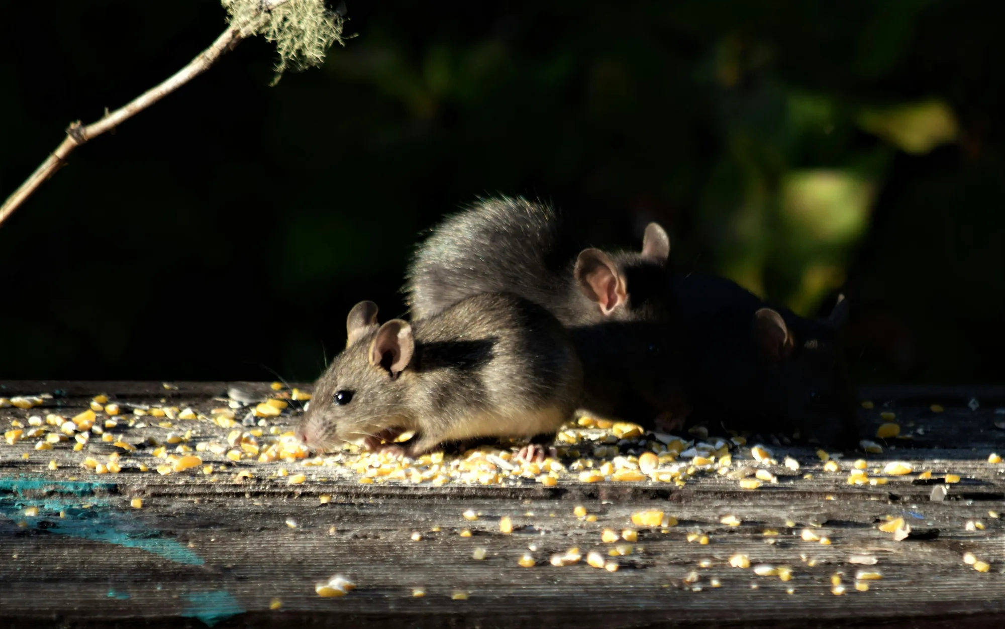 Two mice eating scattered grain on a wooden plank at night
