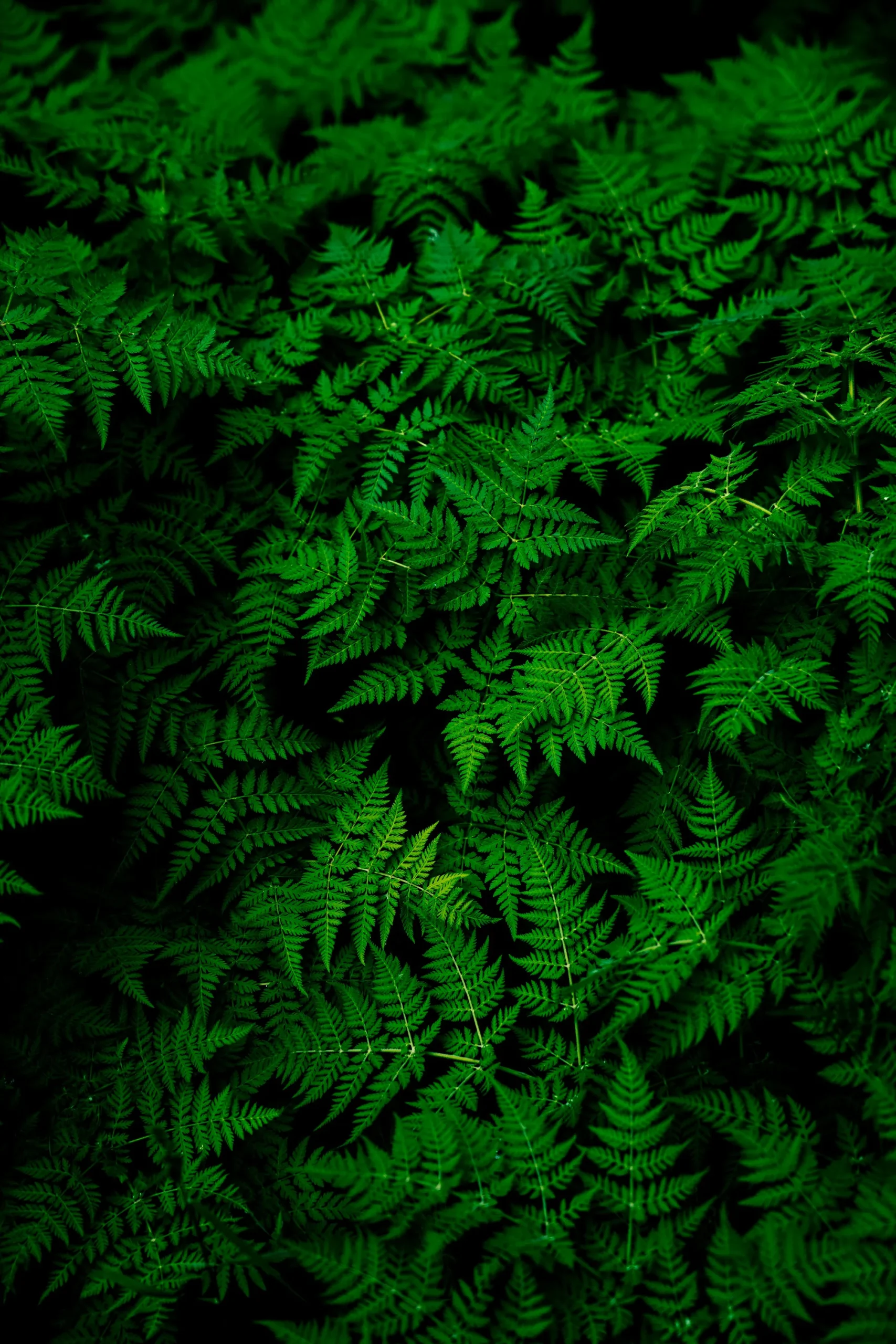 A dense green hedge and leaves in soft light