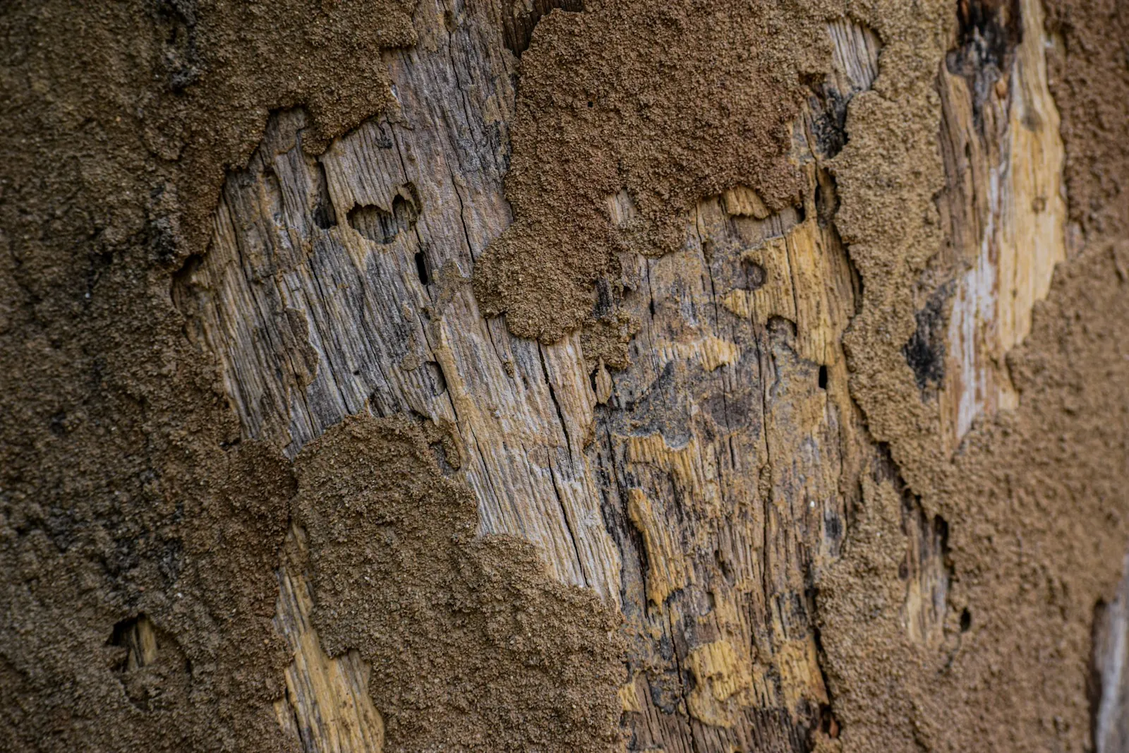 Wood eaten away by termites, with mud tunnels across the grain