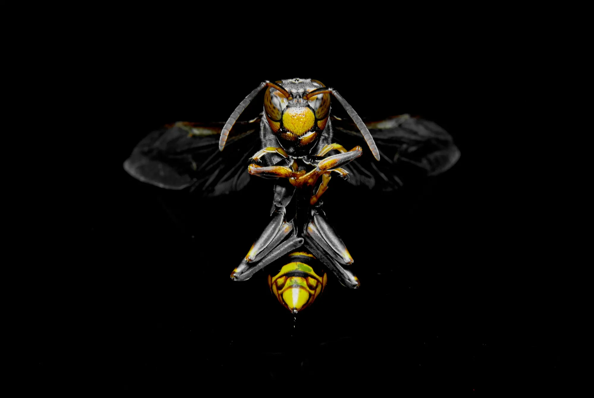 Yellow-and-black wasp in flight against a black background