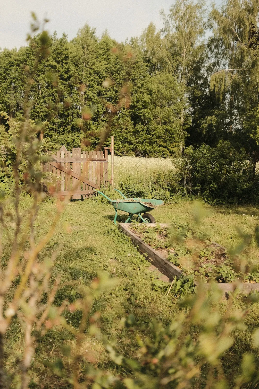 The courtyard before: overgrown beds and weeds