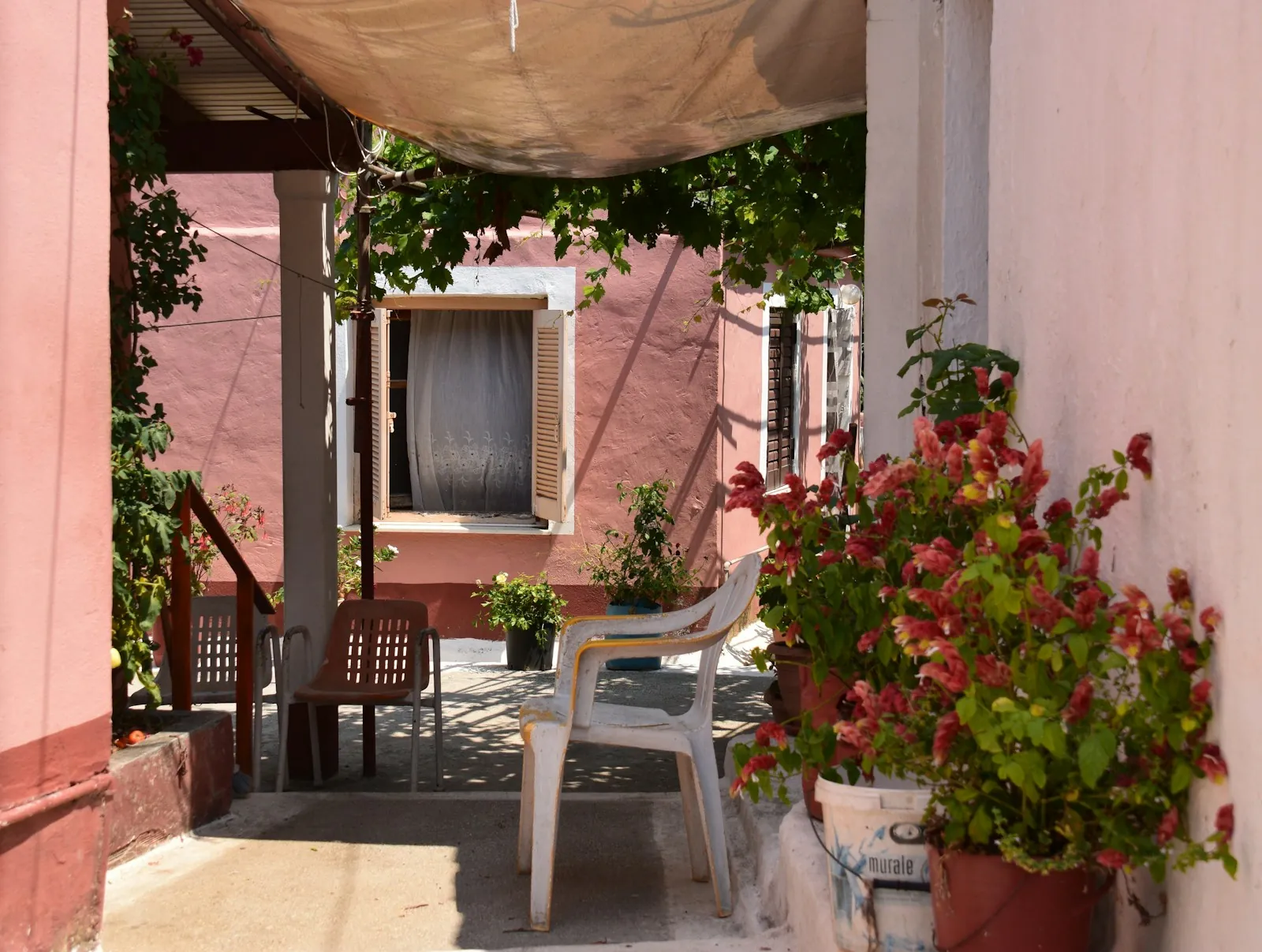 A shaded terrace with potted geraniums