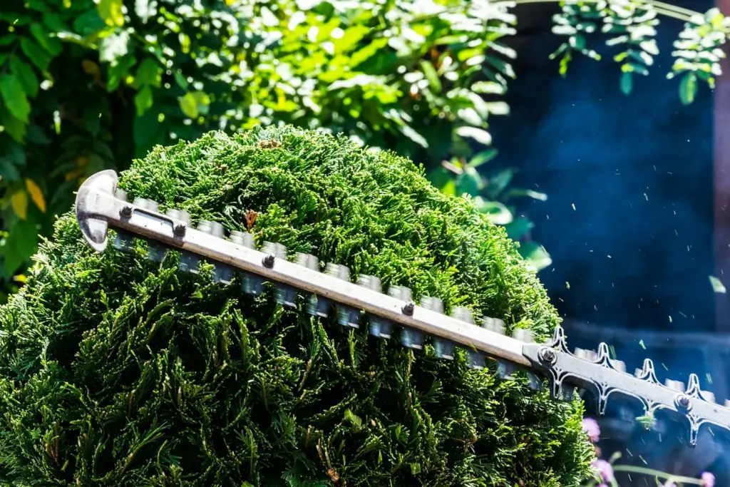 A hedge trimmer shaping a rounded shrub