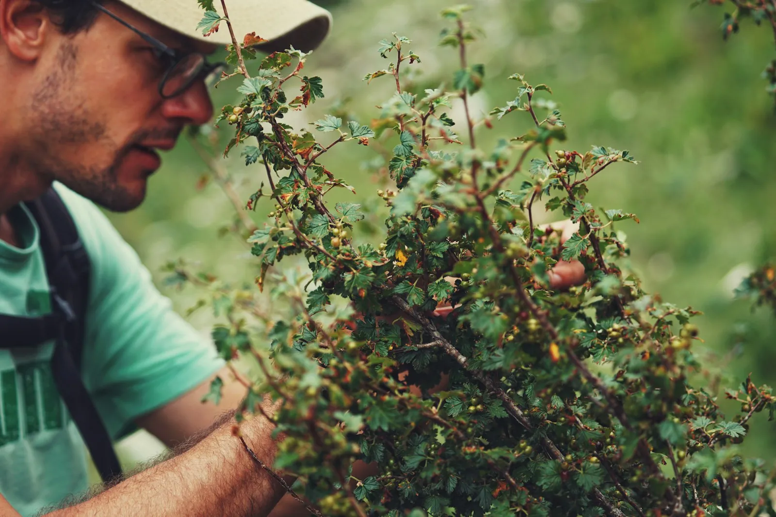 A gardener pruning a flowering shrub