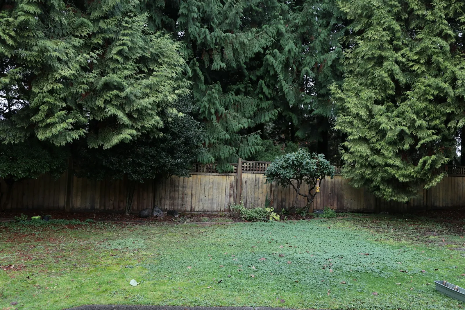 The plot before: bare ground in front of a fence