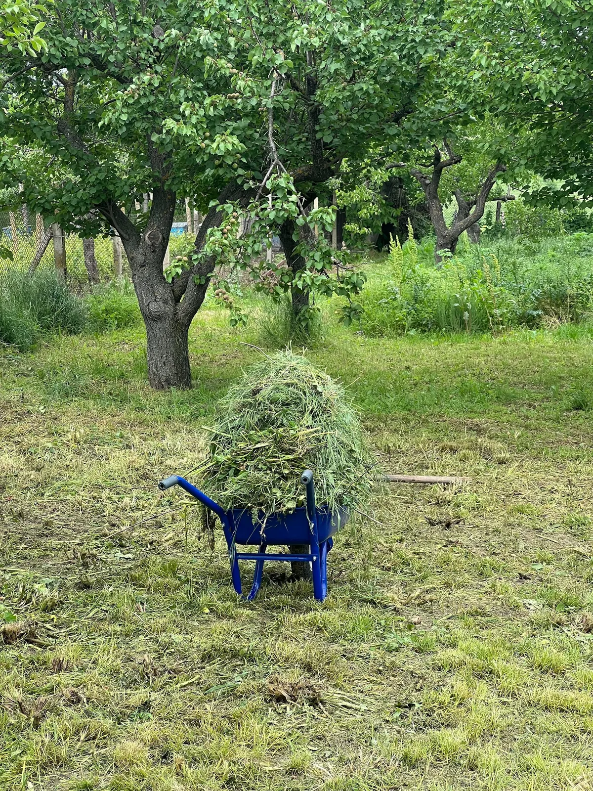 The grounds before: rough grass and a wheelbarrow of cuttings