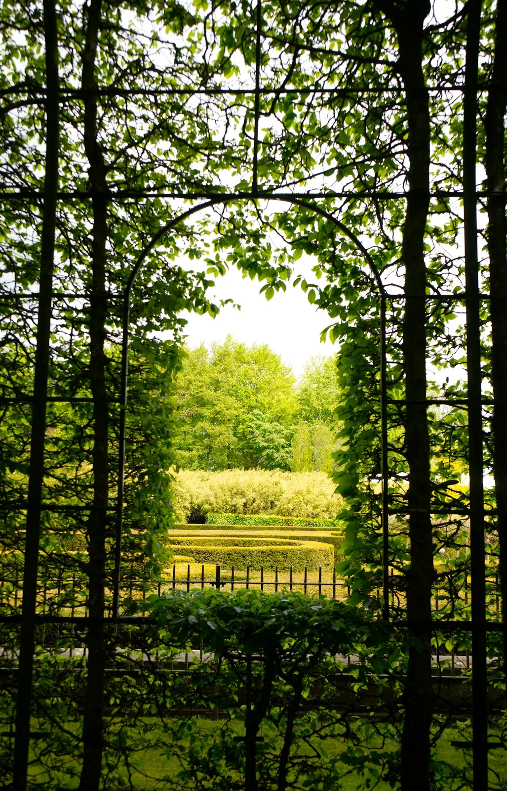 A grass walk between tall trees