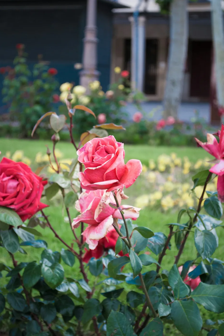 Pink roses in bloom