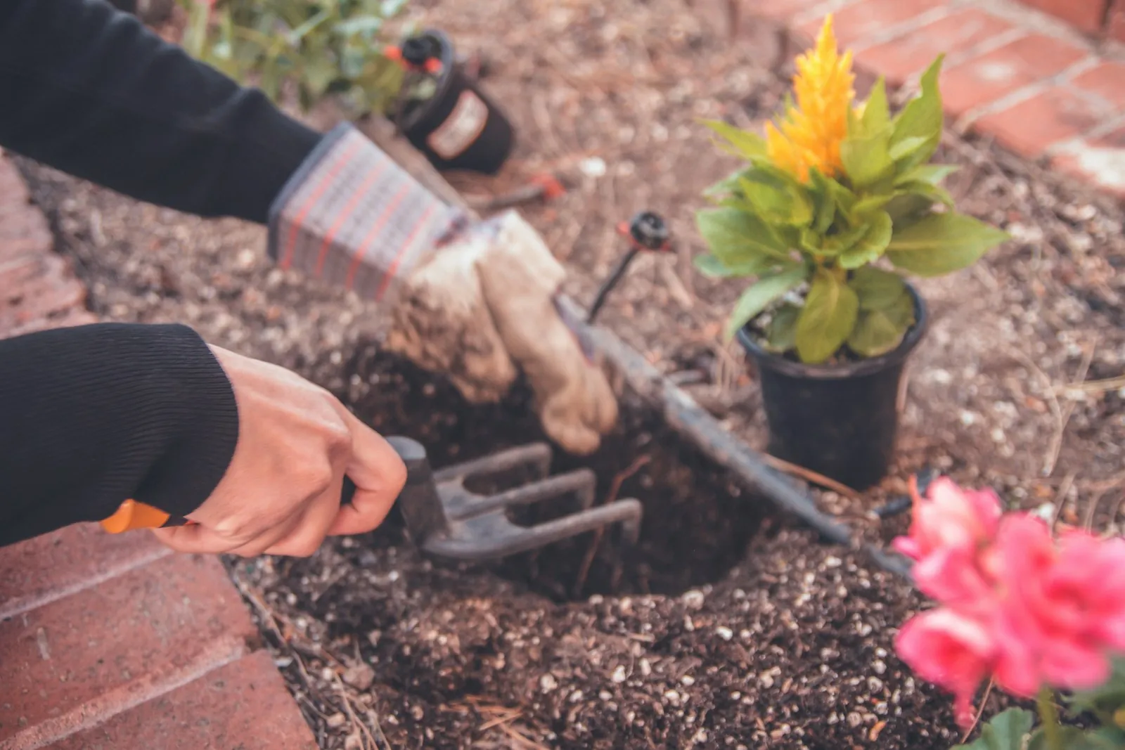 Hands planting flowering seedlings into soil