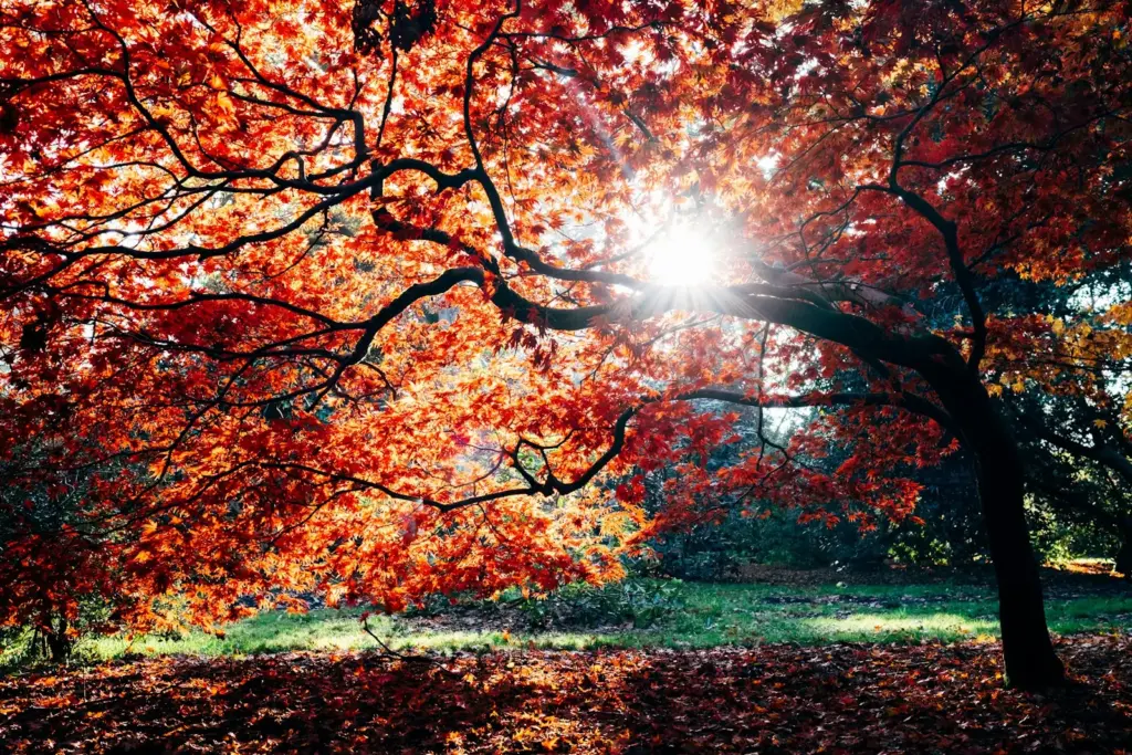 A red maple in autumn sunlight