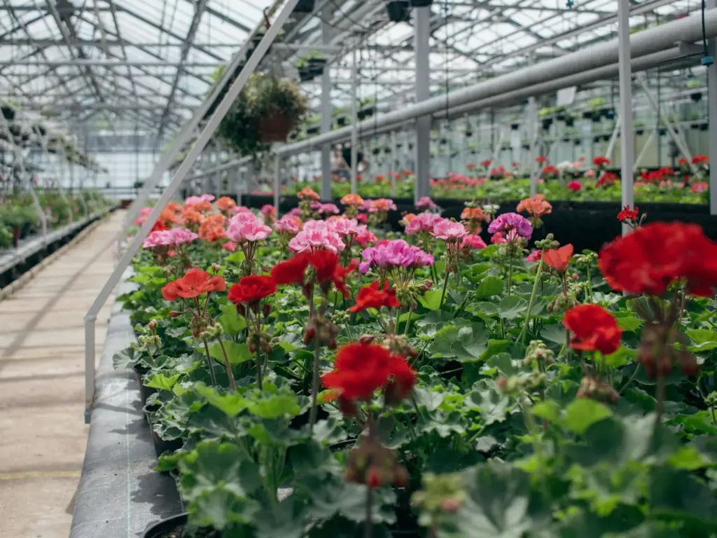 Rows of flowering plants in a greenhouse
