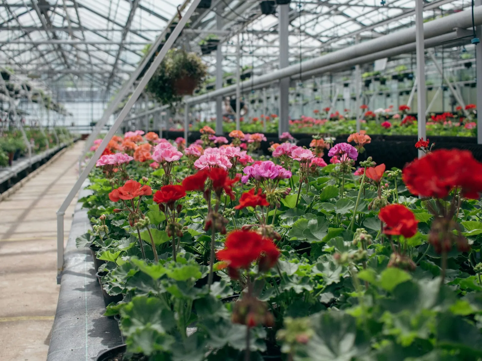 Rows of flowering plants in a greenhouse