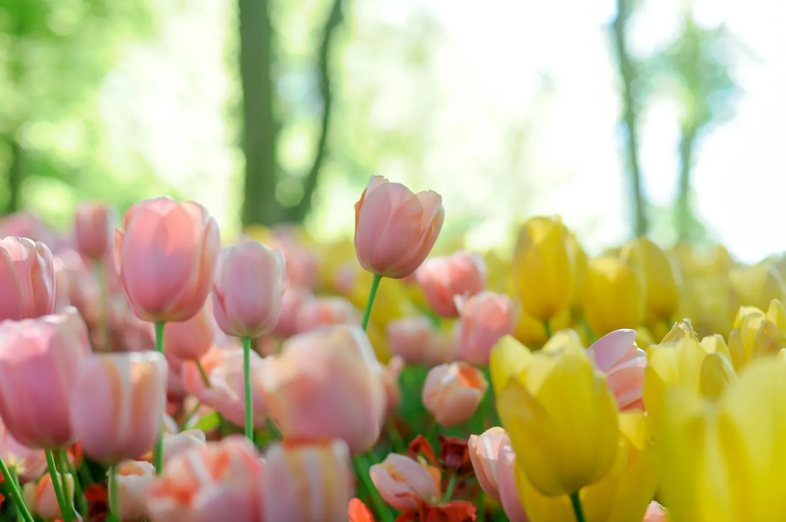 Pink and yellow tulips in spring