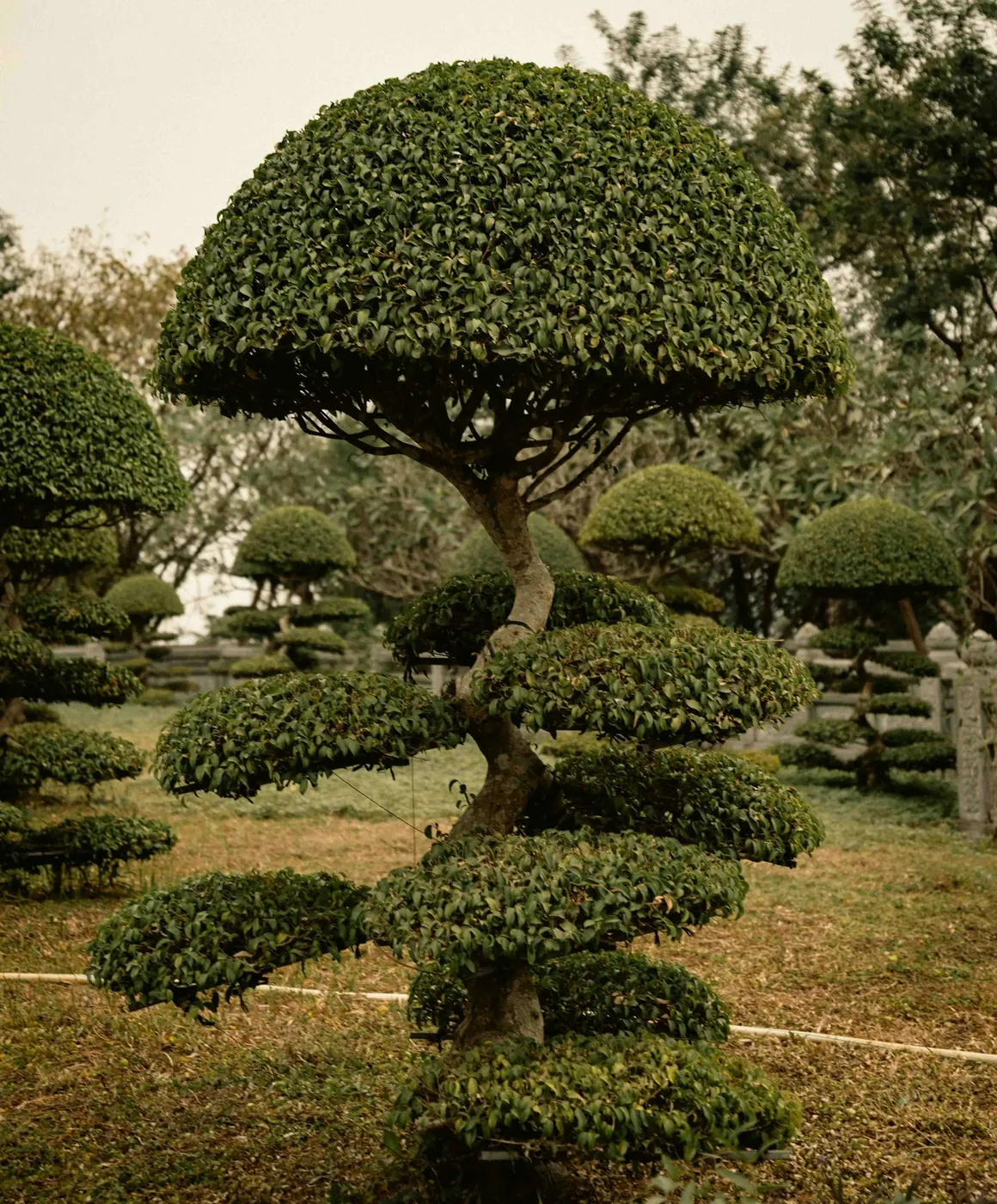 A cloud-pruned topiary tree