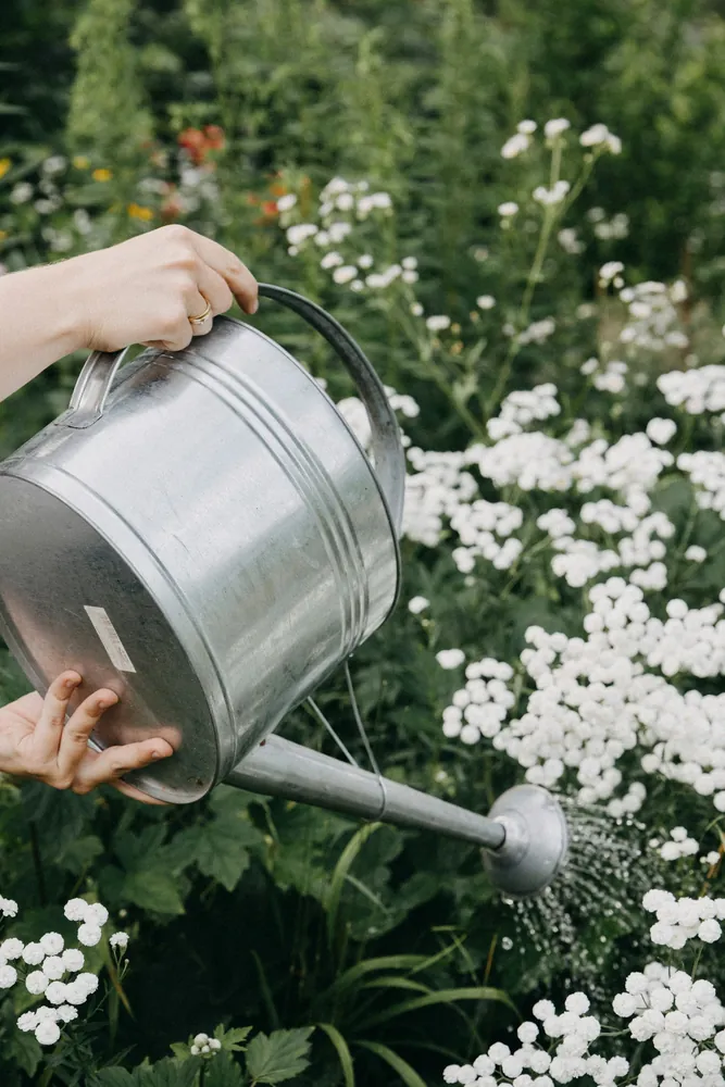 A watering can sprinkling white flowers