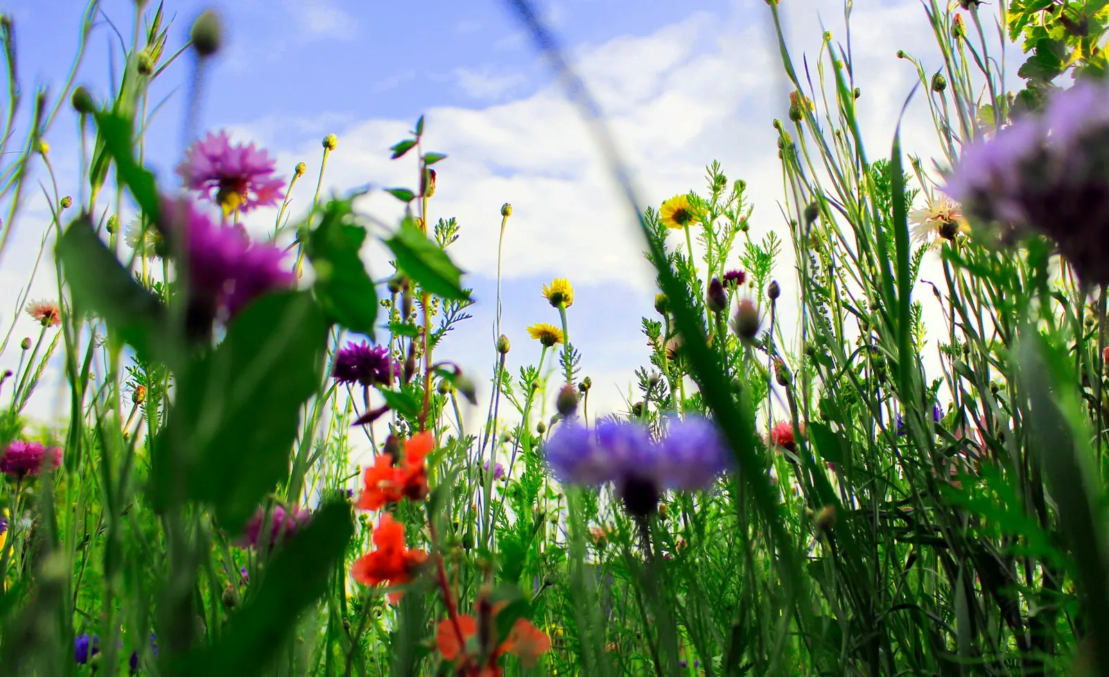 Wildflowers and grasses seen from ground level