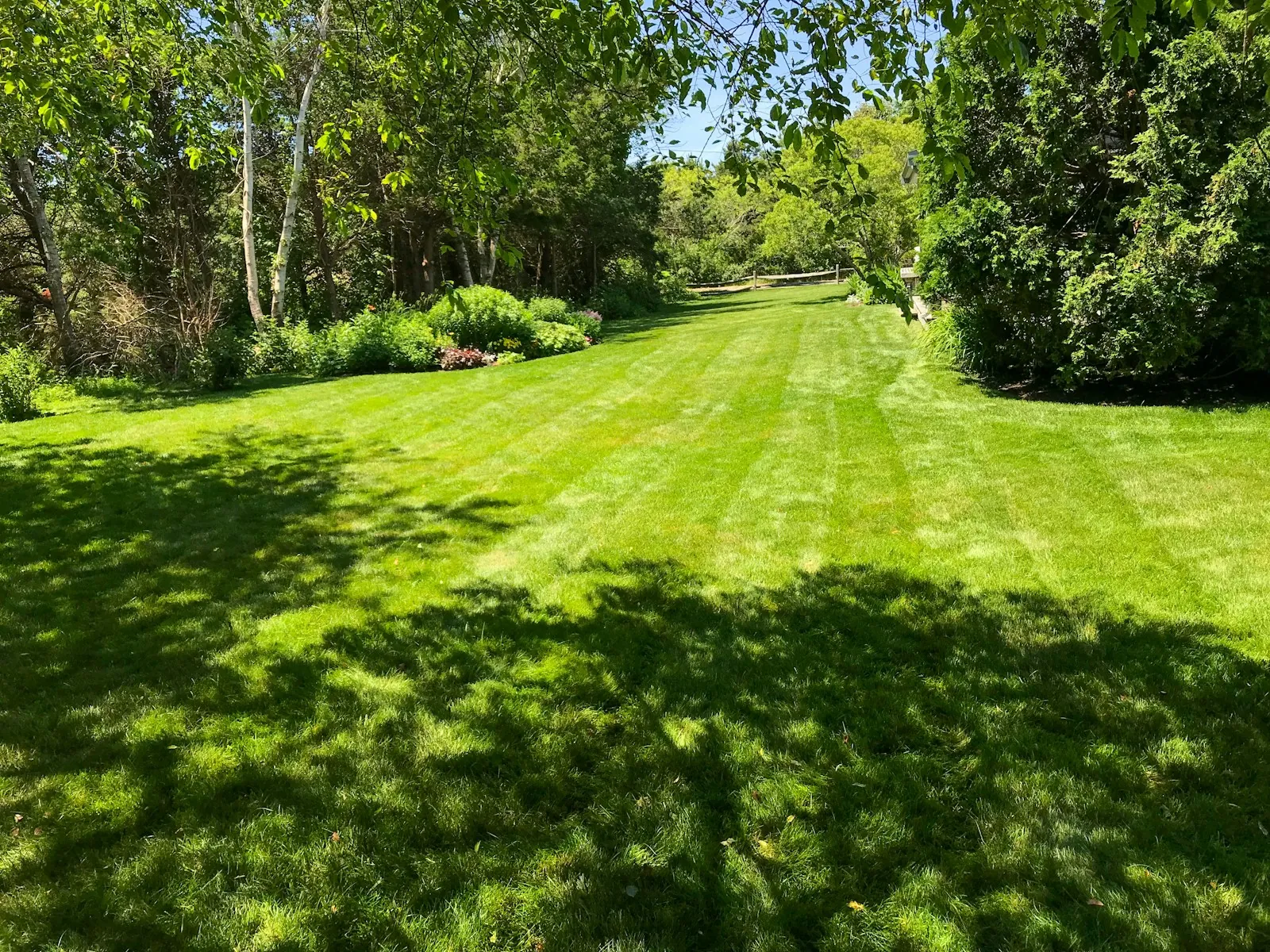The garden after: a striped lawn among green planting