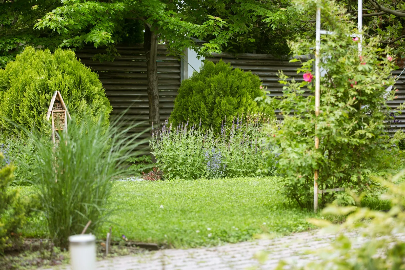 Grasses and shrubs in the new garden borders