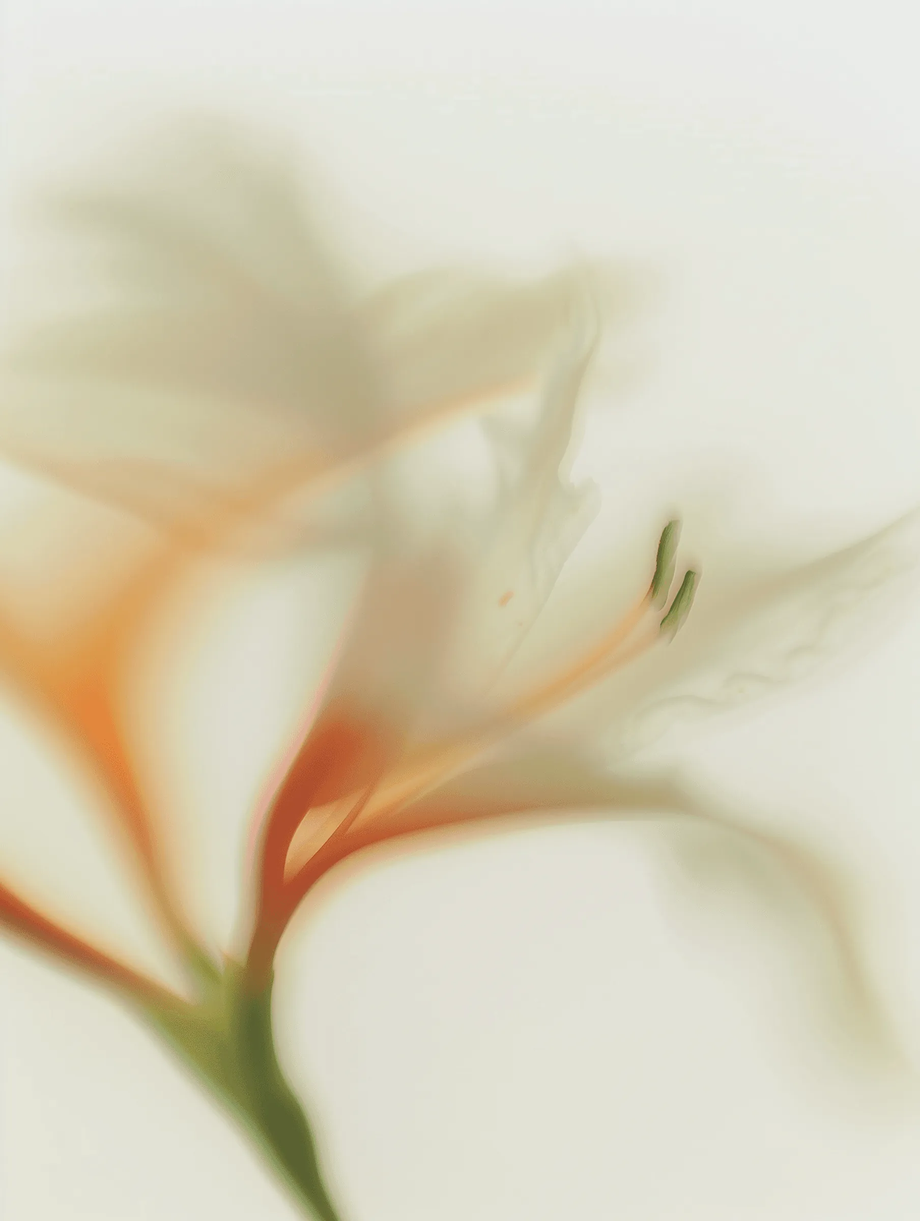 A white and orange flower, blurred by motion