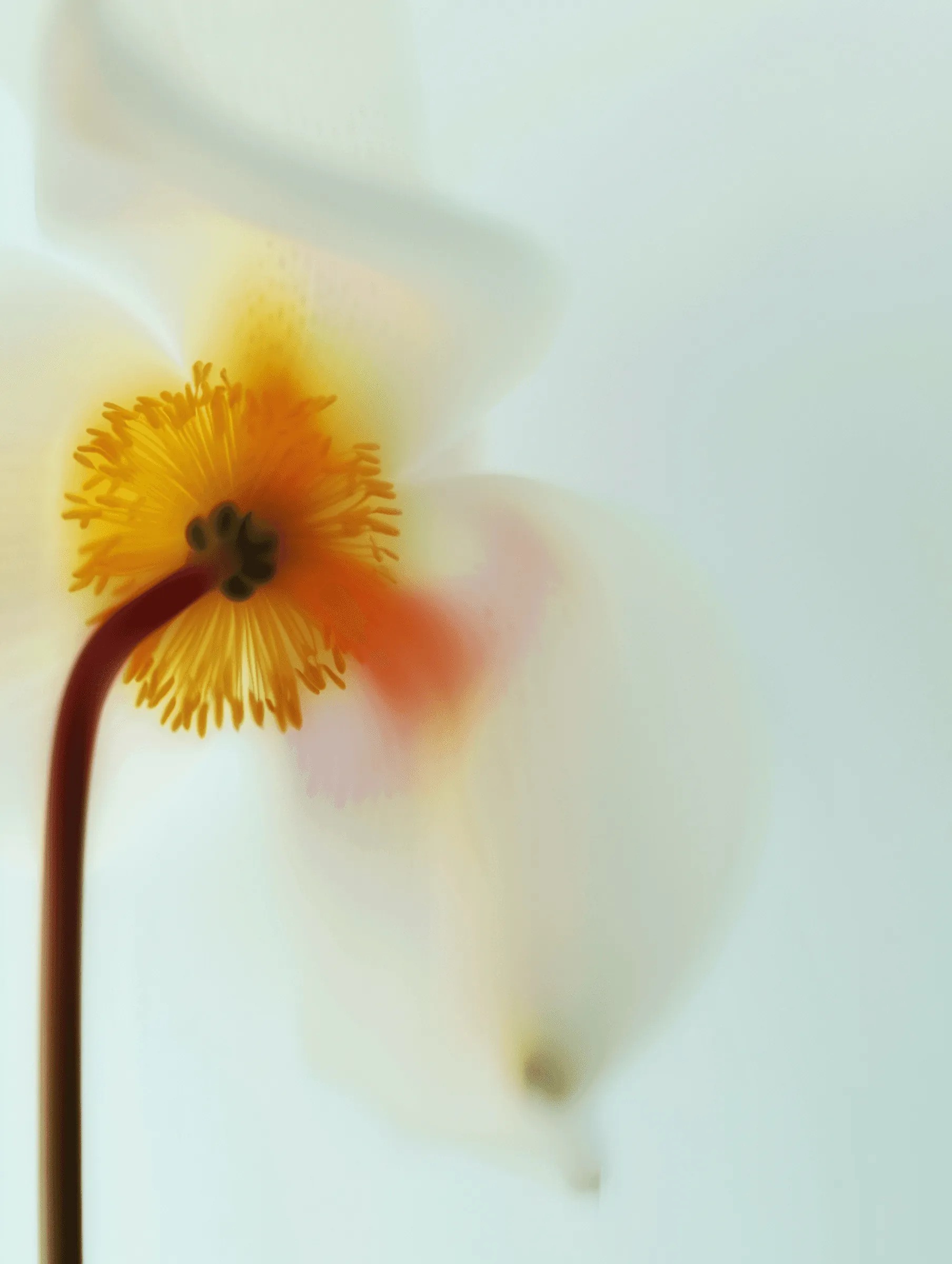 A white flower with a yellow centre on a pale blue ground