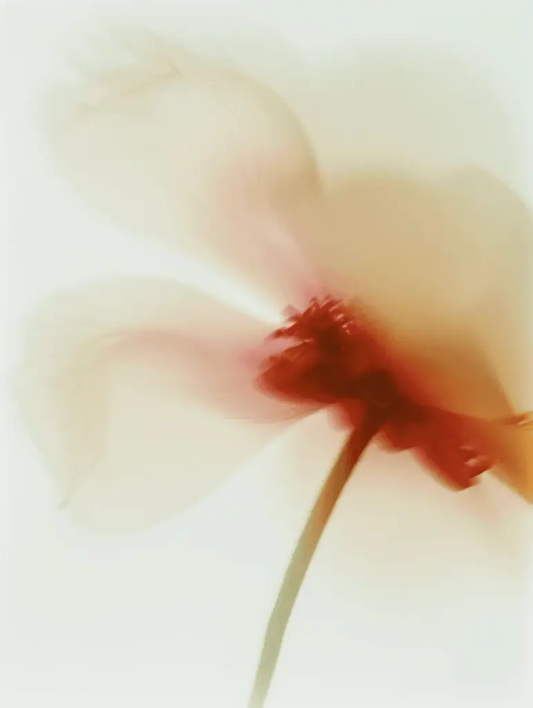 A cream flower with a red centre