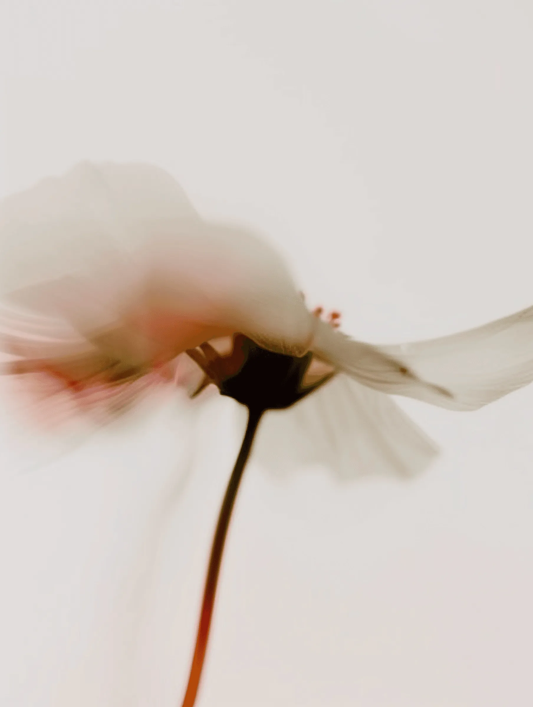 A pale pink flower on a long stem, softly out of focus