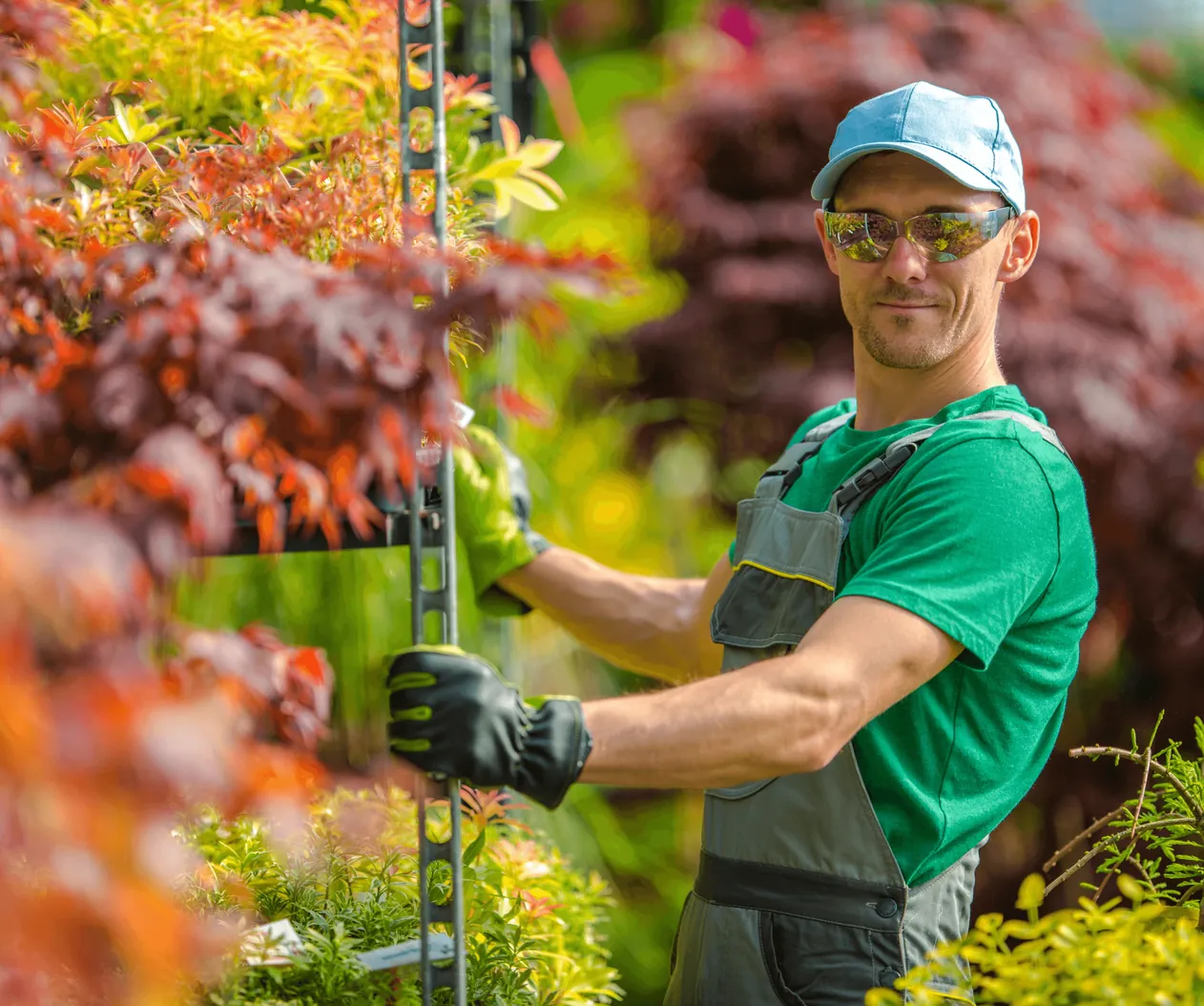 A smiling gardener with a ladder among flowering shrubs