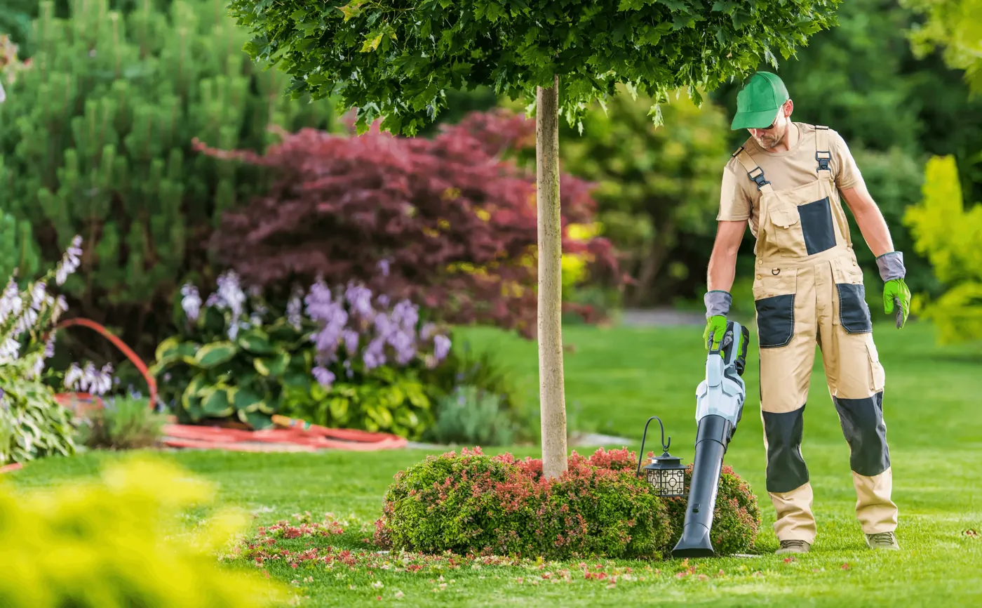 A gardener clearing leaves with a battery blower under a tree
