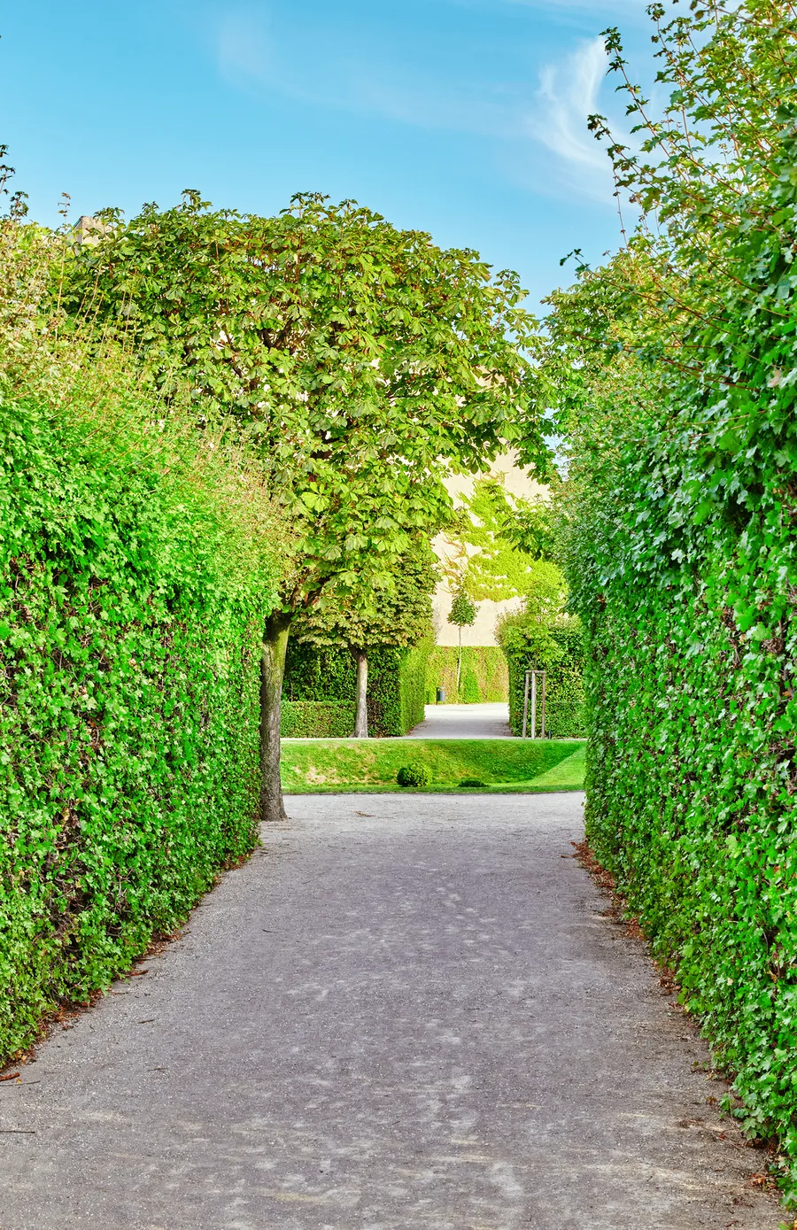 A paved path between tall green hedges