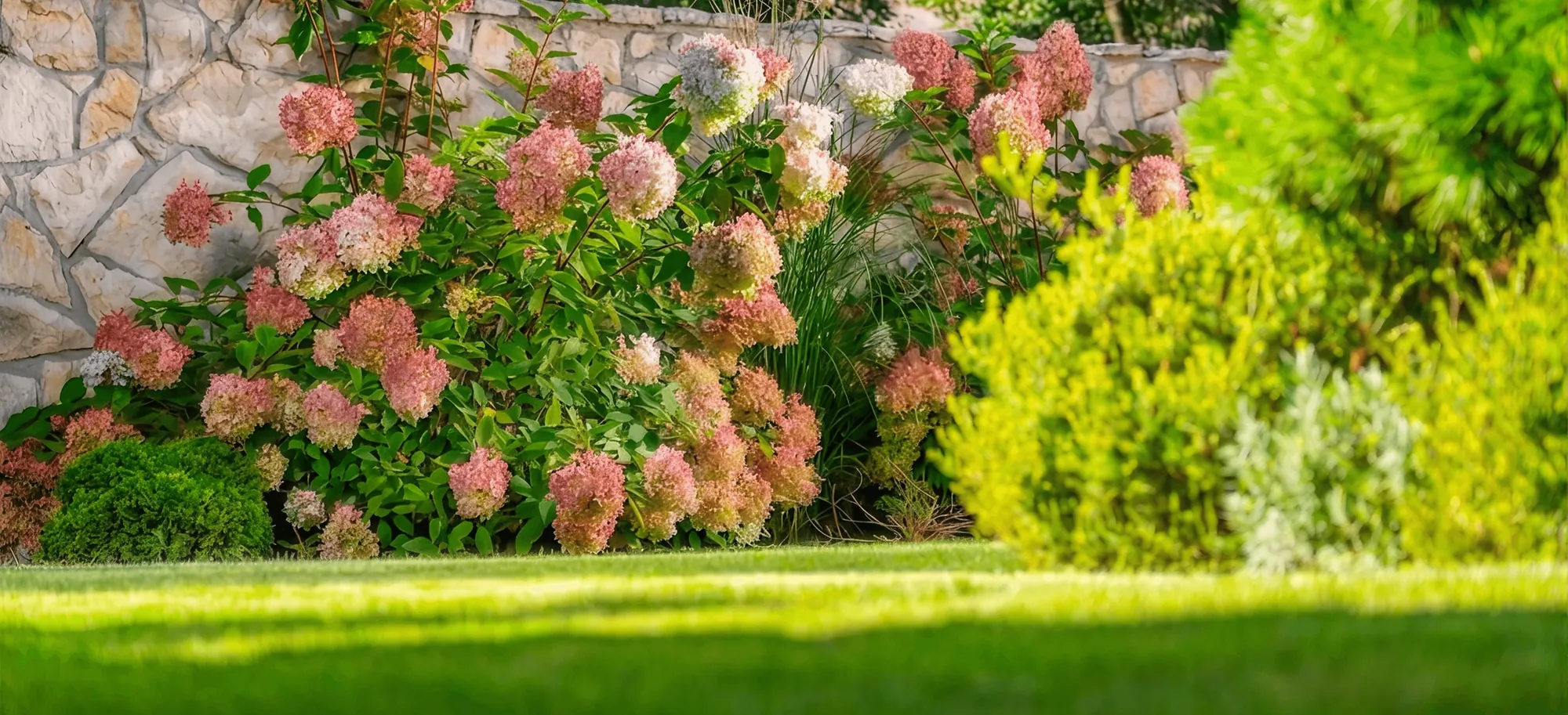 Hydrangeas in bloom along a stone wall above a lawn